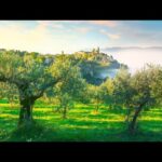 Beautiful Relaxing Music, Peaceful Soothing Instrumental Music, "Romantic Vineyards" Tim Janis