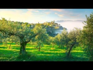 Beautiful Relaxing Music, Peaceful Soothing Instrumental Music, "Romantic Vineyards" Tim Janis