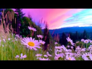 Beautiful Instrumental Hymns, Peaceful Relaxing Music, "Morning Meditations" by Tim Janis