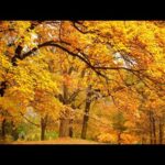 Autumn's most beautiful scenic landscapes, Beautiful Relaxing Music, Peaceful Music by Tim Janis