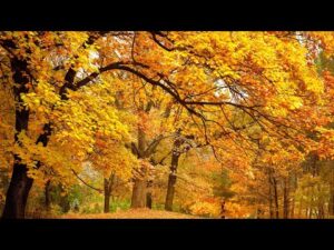 Autumn's most beautiful scenic landscapes, Beautiful Relaxing Music, Peaceful Music by Tim Janis