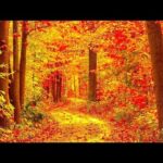 Autumn Sunlit Morning Sunrise, Peaceful Soothing Instrumental Music, by Tim Janis