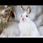 Beautiful Relaxing Music, Peaceful Soothing Music, "Winter River" by Tim Janis