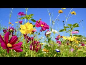 Beautiful Instrumental Hymns, Peaceful Music, "August flowers Morning  Sunrise"  by Tim Janis