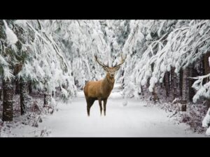 Peaceful Music, Relaxing Music, Instrumental Music, "Snowy Winter Pines" By Tim Janis