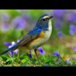 Beautiful Instrumental Hymns, Peaceful Soft Piano, "Sunday Morning Sunrise" By Tim Janis