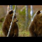 Beautiful Relaxing Music, Peaceful Instrumental Music, "Spring in The Smokey Mountains" By Tim Janis