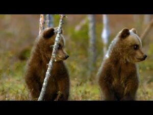 Beautiful Relaxing Music, Peaceful Instrumental Music, "Spring in The Smokey Mountains" By Tim Janis