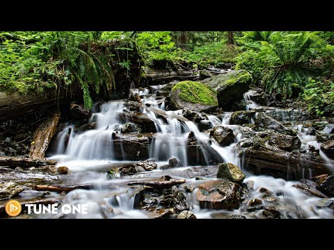 Relaxing Guitar Music & Calming Forest • Nature Sounds [ Stress Relief Music, Meditation, Yoga ]