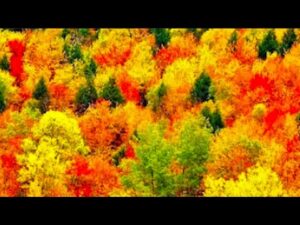 Beautiful Relaxing Music, Peaceful Soothing Instrumental Music, "October Golden Autumn" by Tim Janis