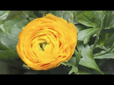 Beautiful Relaxing Music Morning Relaxing Music,Meditation Music, Sleeping Music,Stress Relief Music