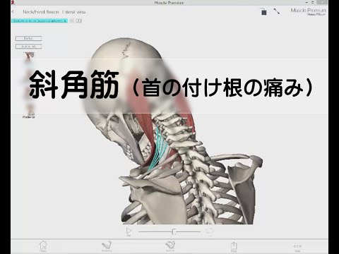 首の付け根の痛みの原因・・・「斜角筋」