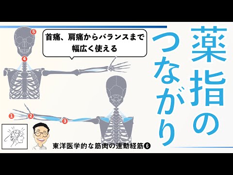 【首の痛み、肩痛からバランスまで整える】薬指のつながりを紐解く｜手少陽経筋