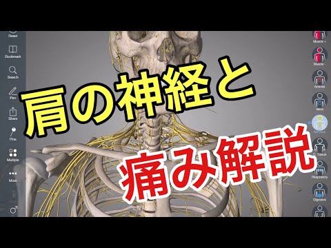 肩の痛みの原因になり得る神経をリストアップして解説してみた
