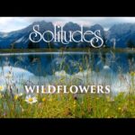 Dan Gibson’s Solitudes – Nature's Path | Wildflowers