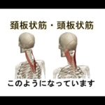 図解 ＝ 頚板状筋・頭板状筋 　【首の後ろの痛み】