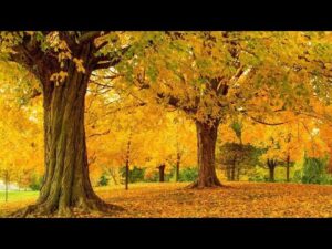 Autumn's Golden Colors, Fall Foliage, Peaceful Music, Relaxing soothing Music by Tim Janis