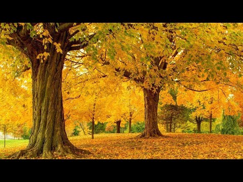 Autumn's Golden Colors, Fall Foliage, Peaceful Music, Relaxing soothing Music by Tim Janis