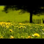 Beautiful Nature Spring Relaxing Music -Meditation, Stress Relief, Massage, Spa, Sleep, Study & Work