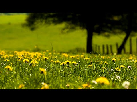 Beautiful Nature Spring Relaxing Music -Meditation, Stress Relief, Massage, Spa, Sleep, Study & Work