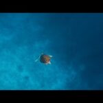 Beautiful Relaxing Music, Peaceful Soothing  Music, "Underwater Sea Life" By Tim Janis