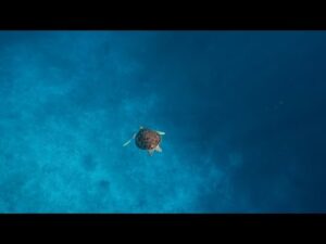 Beautiful Relaxing Music, Peaceful Soothing  Music, "Underwater Sea Life" By Tim Janis