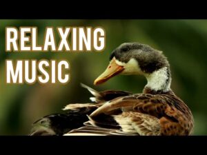 Relaxing music | amazing nature scenery | background music | relaxing nature video