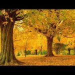 Beautiful Relaxing Music, Peaceful Soothing Piano Music, "November Fall Foliage" by Tim Janis