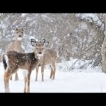 Beautiful Relaxing Hymns, Peaceful Instrumental Music, "Snowy Winter Woods" by Tim Janis