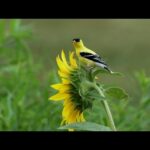 Beautiful Instrumental Hymns, Peaceful Relaxing Music, "August Peaceful Morning Sunrise by Tim Janis