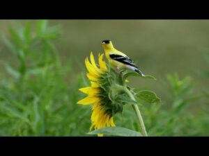 Beautiful Instrumental Hymns, Peaceful Relaxing Music, "August Peaceful Morning Sunrise by Tim Janis
