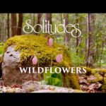Dan Gibson’s Solitudes – Among the Lady Slippers | Wildflowers