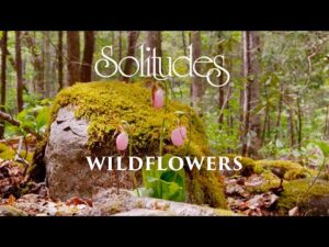 Dan Gibson’s Solitudes – Among the Lady Slippers | Wildflowers