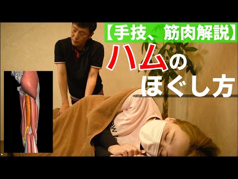 【もみほぐし手技】辛い腰痛のハムストリングのほぐし方（太もも）【もみほぐし・もみつぼ5】