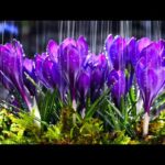 Beautiful Relaxing Hymns and Rain Sounds, Instrumental Music, "Peaceful Spring Rain" by Tim Janis