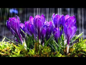 Beautiful Relaxing Hymns and Rain Sounds, Instrumental Music, "Peaceful Spring Rain" by Tim Janis