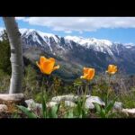 Beautiful Relaxing Music, Peaceful Soothing Music, "Spring Wilderness Wanderings " by Tim Janis