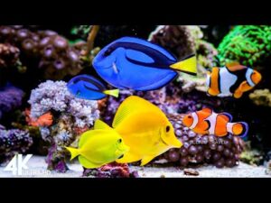 3 Hour in Aquarium 4K UHD Video – Beautiful clownfish with relaxing music to relieve stress