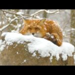 Beautiful Relaxing Music, Peaceful Soothing Instrumental Music, "Winter Dreams" by Tim Janis