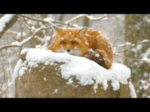 Beautiful Relaxing Music, Peaceful Soothing Instrumental Music, "Winter Dreams" by Tim Janis