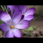 Beautiful Relaxing Hymns, Peaceful Instrumental Music, "August Golden Days" by Tim Janis
