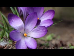 Beautiful Relaxing Hymns, Peaceful Instrumental Music, "August Golden Days" by Tim Janis