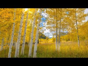 Beautiful Relaxing Music, Peaceful Soothing Instrumental Music, "Colorado Aspen Autumn" by Tim Janis