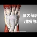 膝の解剖学を詳しく解説してみた