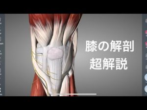 膝の解剖学を詳しく解説してみた