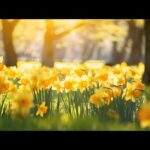 Beautiful Relaxing Hymns, Peaceful Instrumental Music, "The Flowers of Spring"by Tim Janis