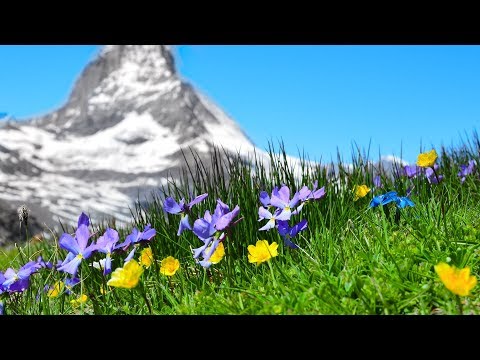 10 Hours of Relaxing Music: Piano Music, Massage Music, Study Music (Helen)