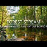 River,  Water, Bird sounds – Relaxing Music And Nature Sounds – Forest stream