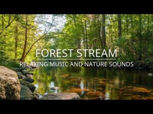 River,  Water, Bird sounds – Relaxing Music And Nature Sounds – Forest stream