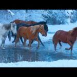 Beautiful Relaxing Music, Peaceful Soothing Music, "Horses of the Winter Forrest" by Tim Janis